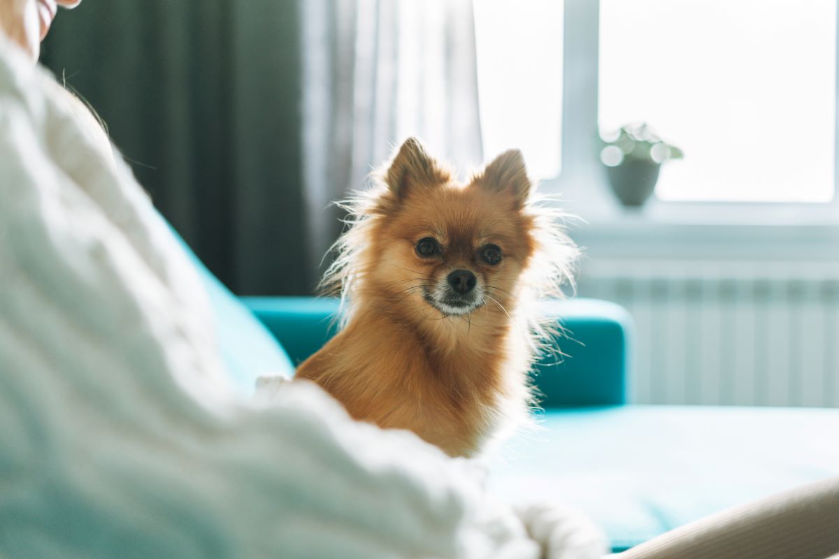 Petit chien