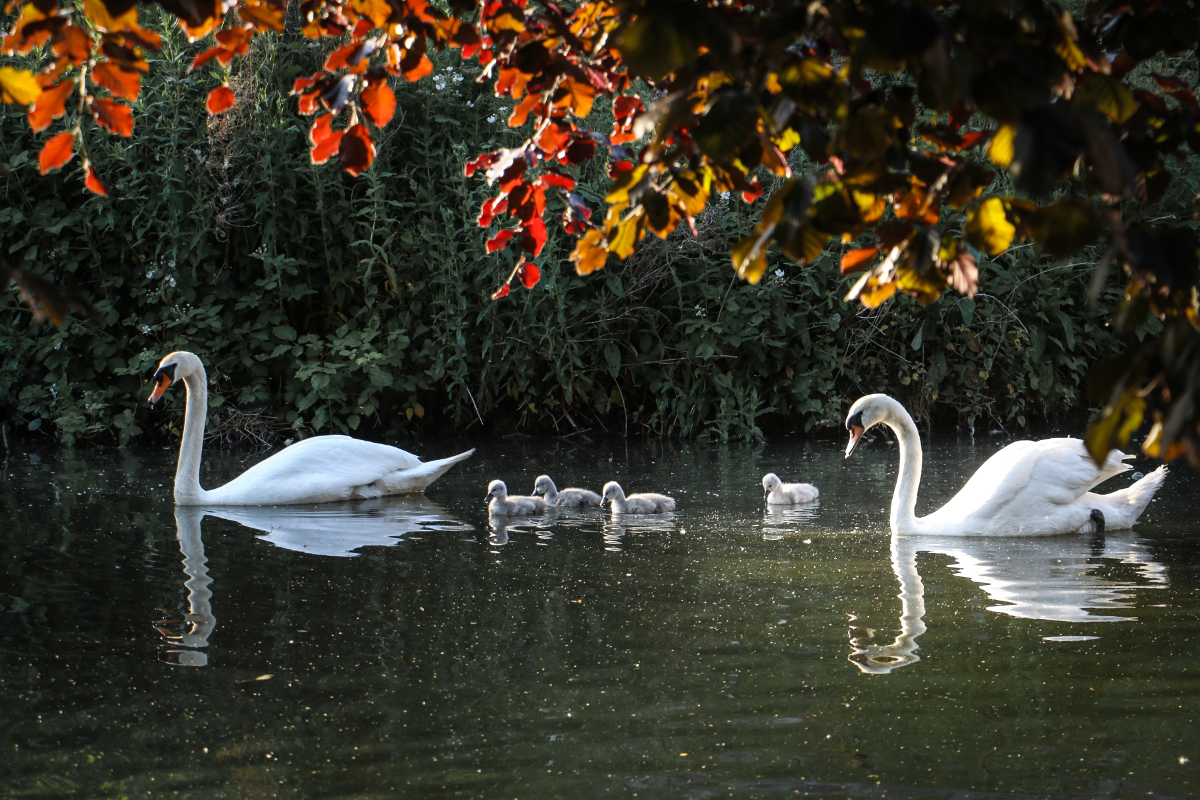 bébé cygne