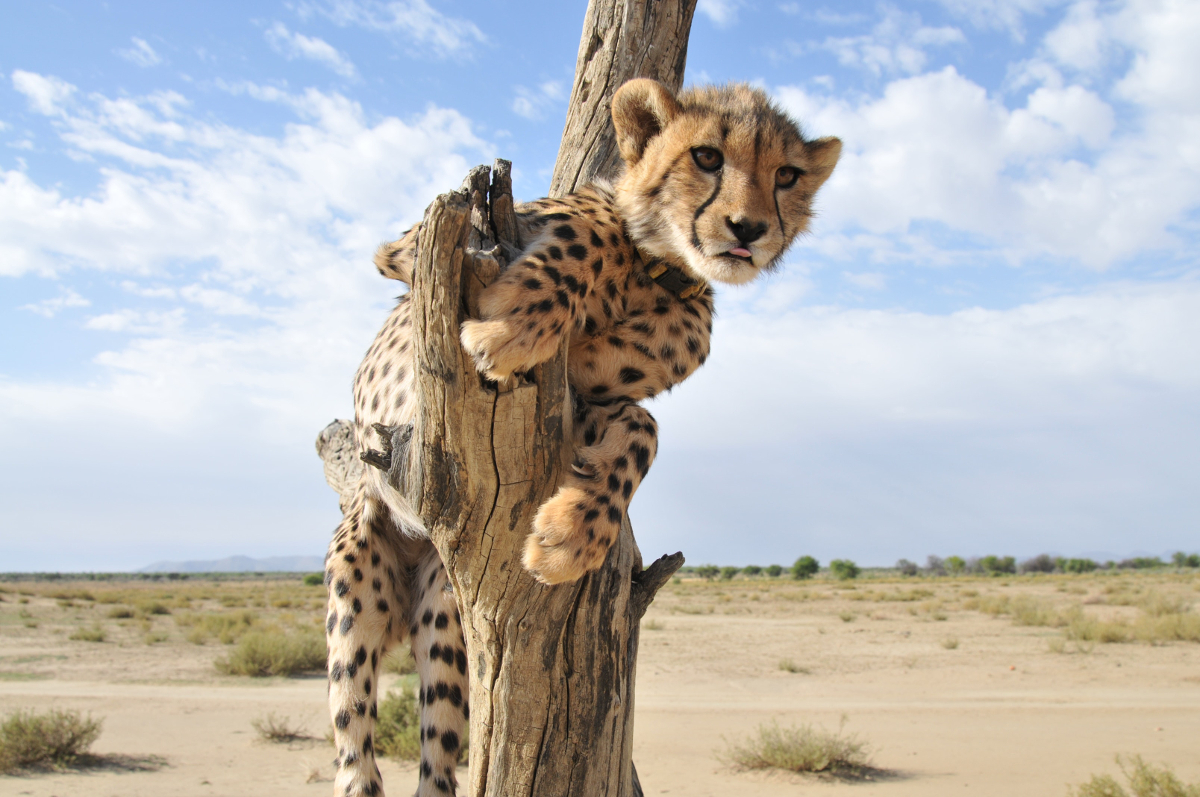 bébé guépard