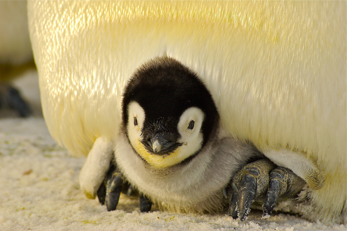 bébé pingouin